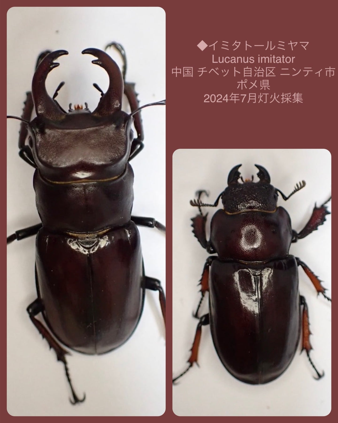 【WD】《イミタトールミヤマ（イミテーターミヤマ） 大型 ペア》