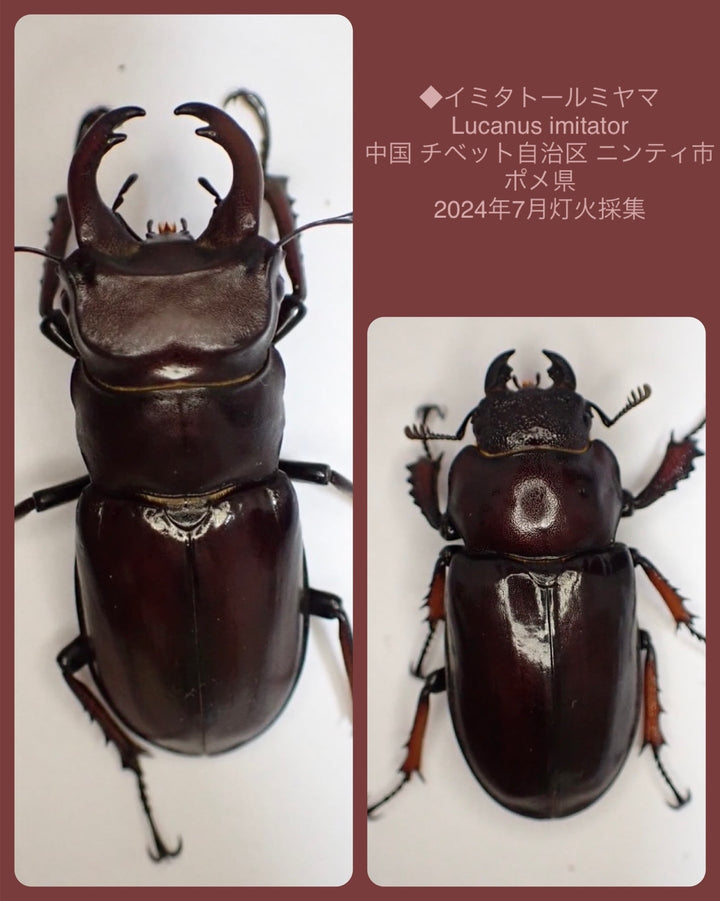 【WD】《イミタトールミヤマ（イミテーターミヤマ） 大型 ペア》