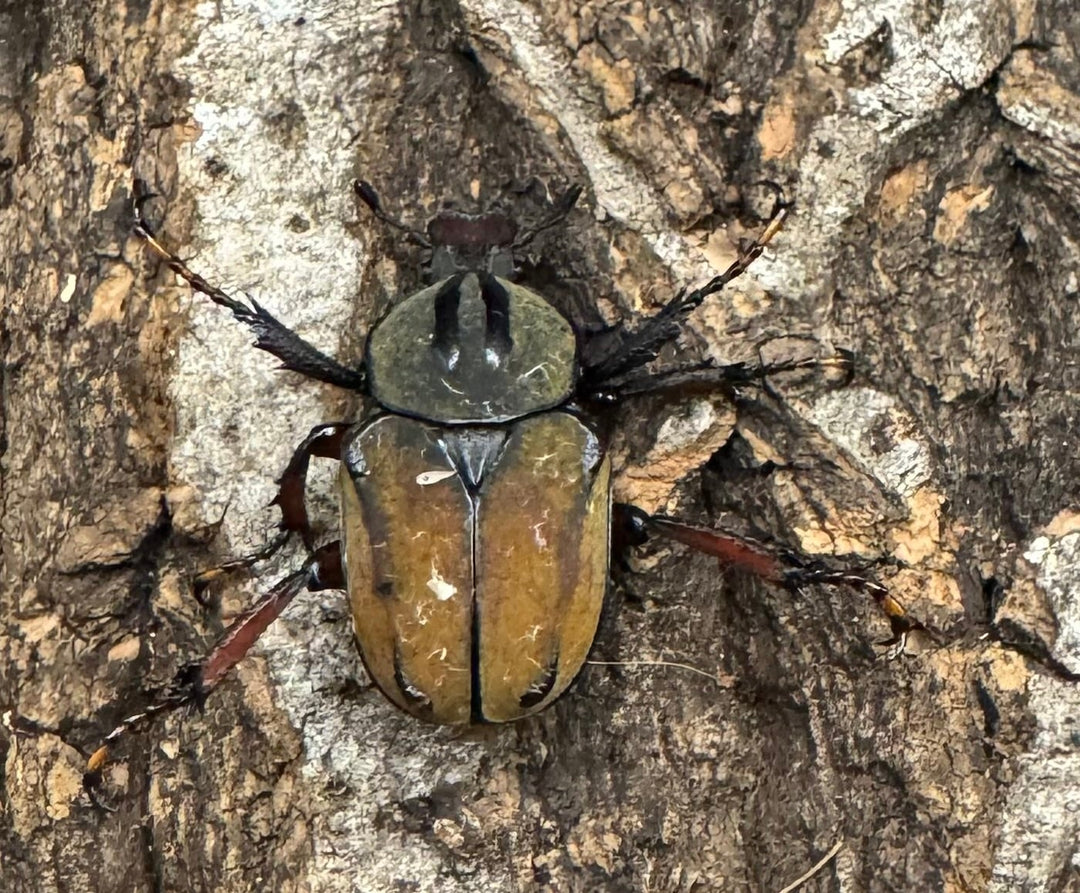 【WD】ワリックツノハナムグリ亜種bowringi ペア