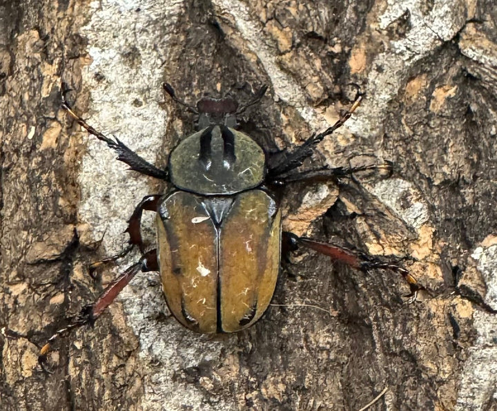 【WD】ワリックツノハナムグリ亜種bowringi ペア