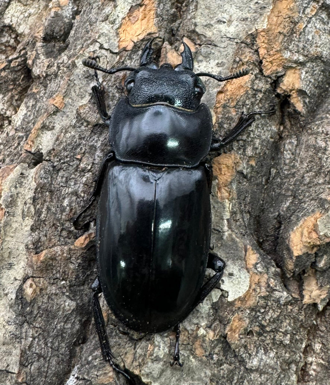 【WD】《マンディブラリスフタマタ 102mm ペア》