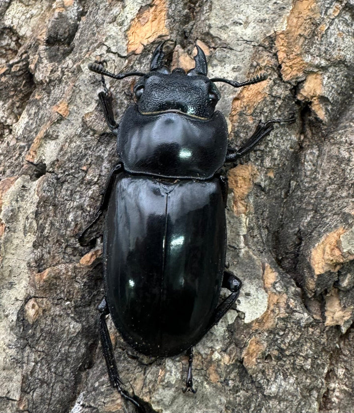 【WD】《マンディブラリスフタマタ 102mm ペア》