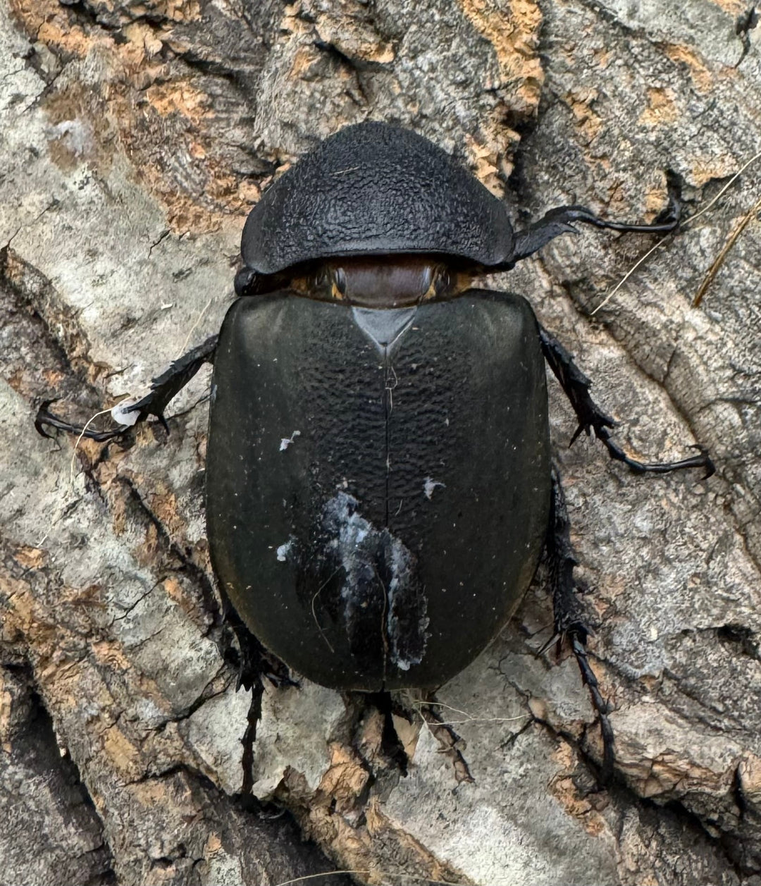 【WD】《ミンダナオアトラスオオカブト 90mm ペア》