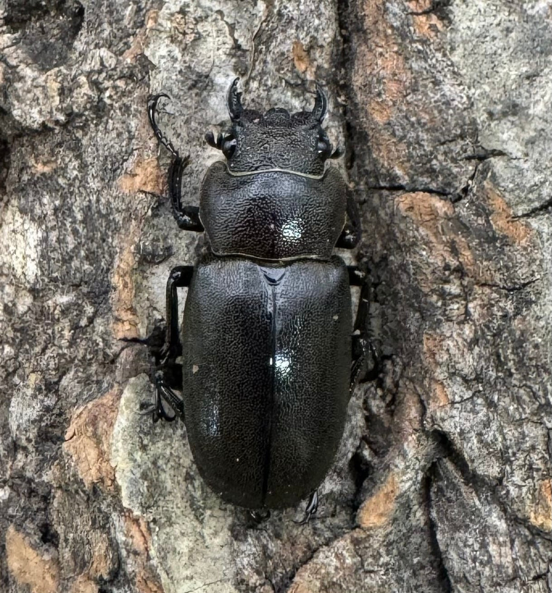 【WD】《メタリフェルホソアカ 85mm ペア》