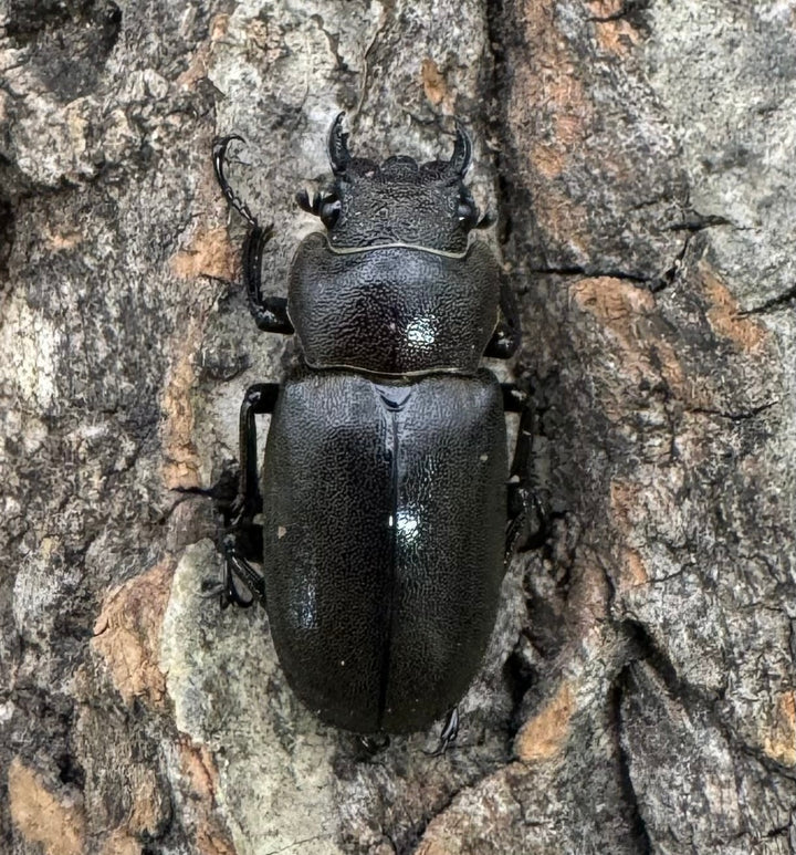 【WD】《メタリフェルホソアカ 85mm ペア》