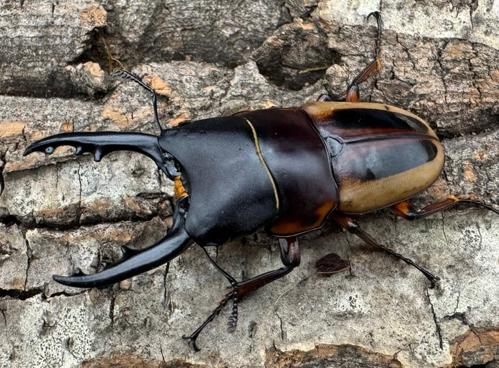 【WD】《ラテラリスノコギリ亜種マイリーン 南カマリネス産 52.5mm ペア》