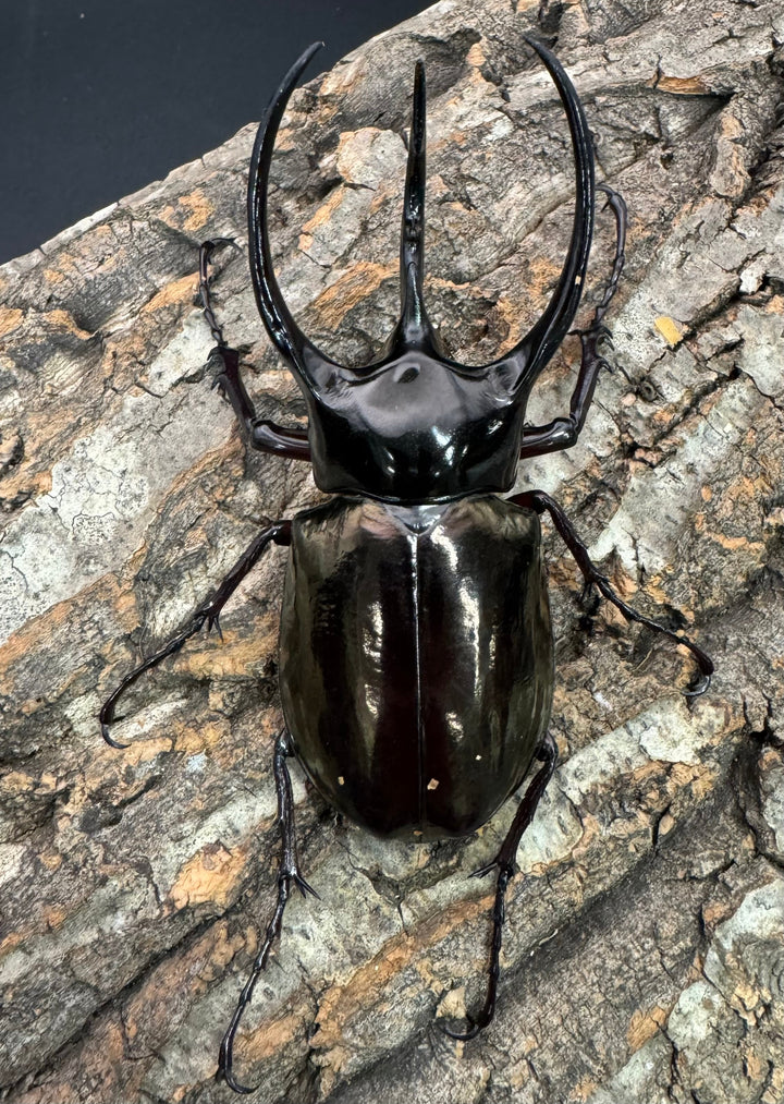 【WD】《ジャワコーカサスオオカブト 103mm ペア》