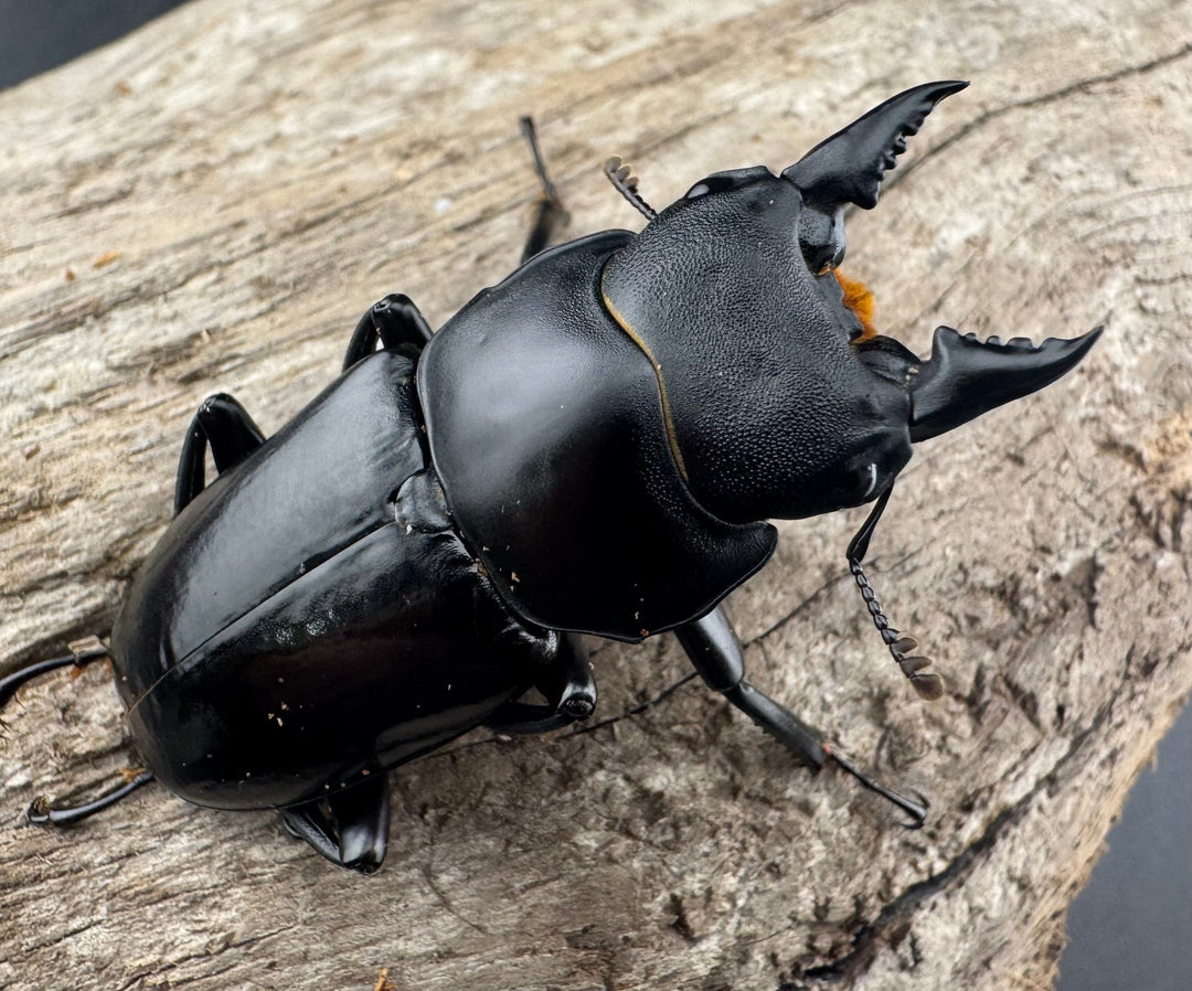 【WD】《デレリクトゥスコクワガタ 46mm ペア》