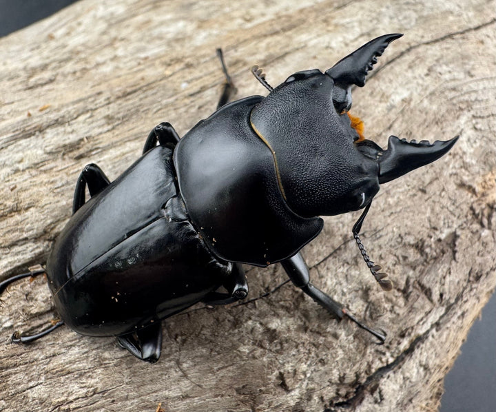 【WD】《デレリクトゥスコクワガタ 46mm ペア》