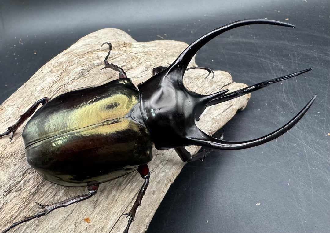 【WD】《ジャワコーカサスオオカブト 101mm ペア》