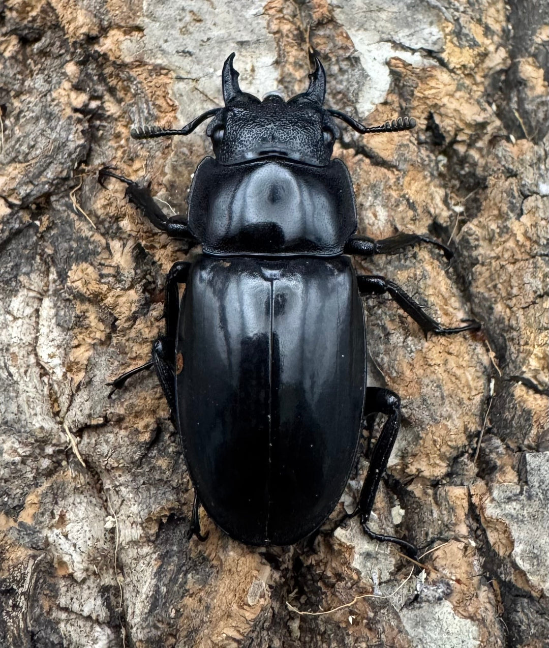 【WD】《リノケロスフタマタクワガタ 71mm ペア》