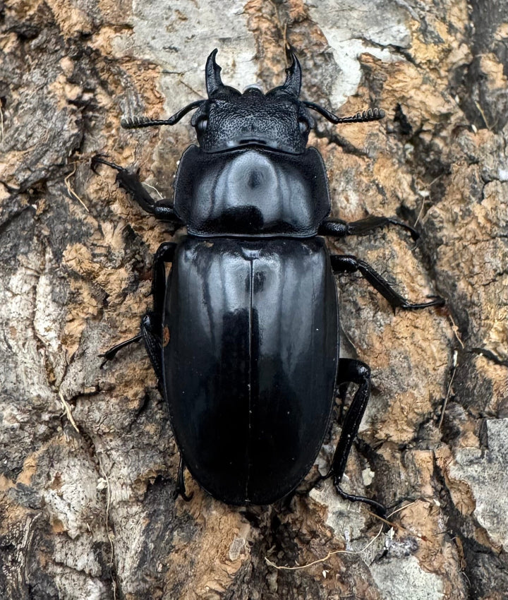 【WD】《リノケロスフタマタクワガタ 71mm ペア》