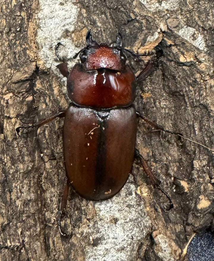 【WD】《アスタコイデスノコギリ ベンクール産 57mm ペア》