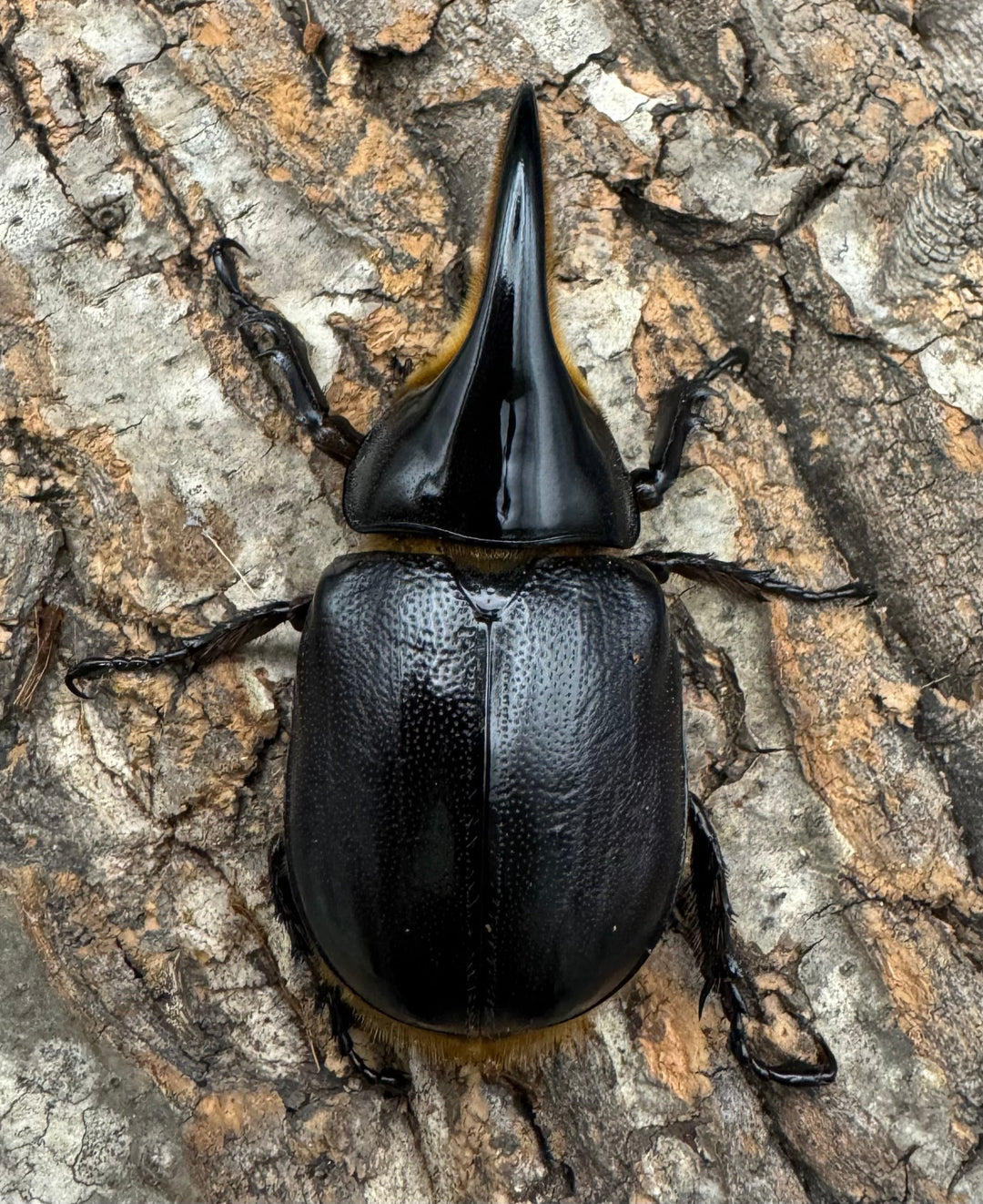 即ブリ《サタンオオカブト 76mm A’品ペア》