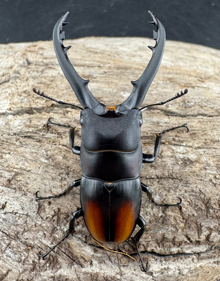 【WD】《スピネウスノコギリクワガタ 中国産 51.5mm ペア》