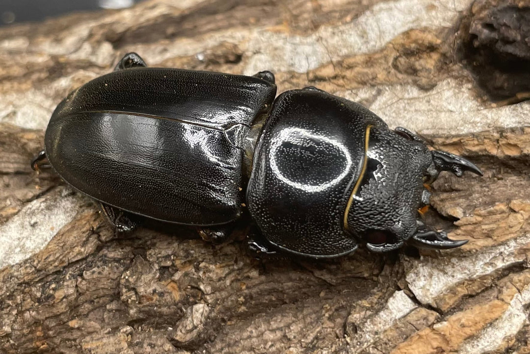 【WD】大型《カマリネスヒラタ 96mm ペア》