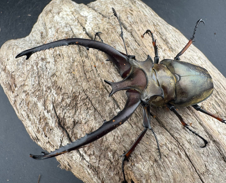 【WD】《プラネットミヤマクワガタ 81mm ペア》