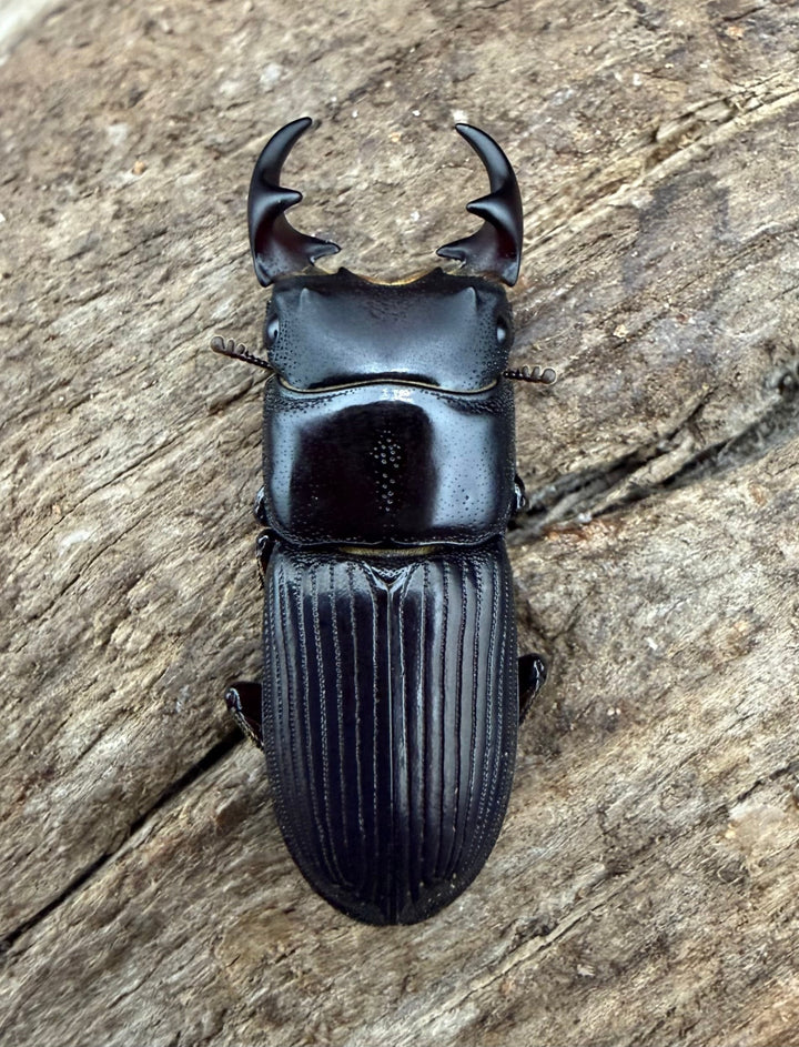 【F0】《ラエビコリスネブトクワガタ 23mm ♂♀♀トリオ》