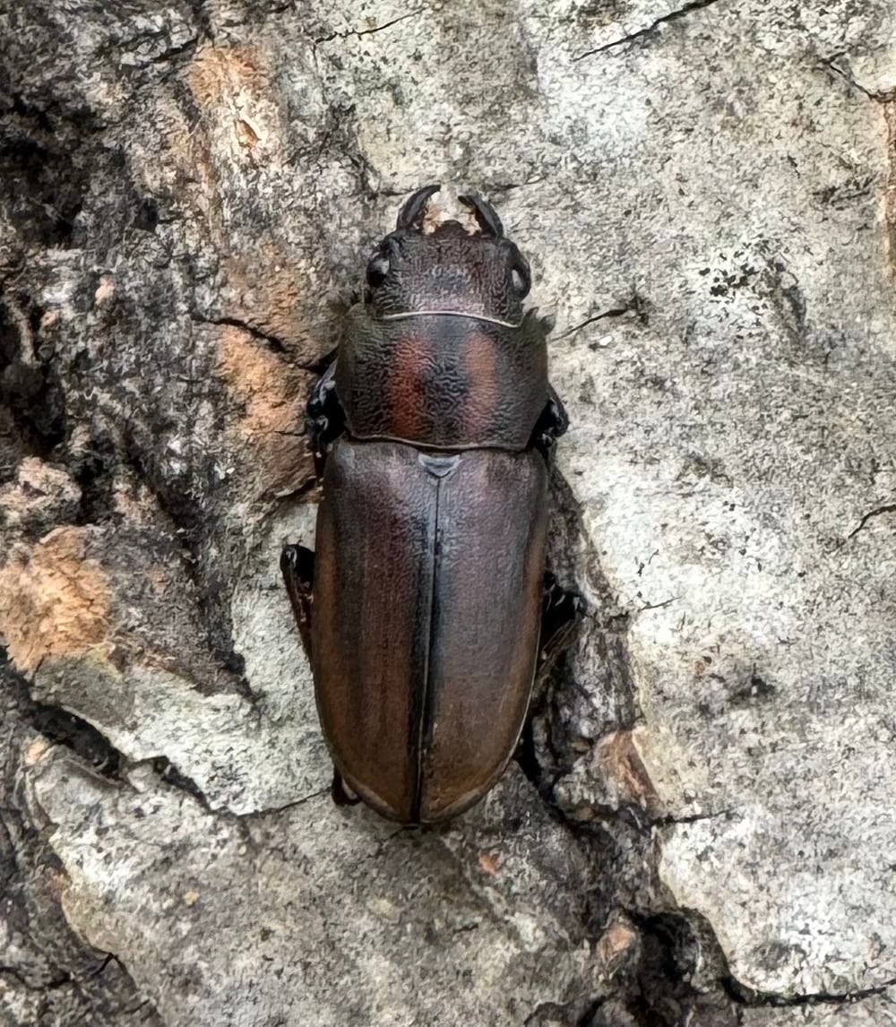 【WD】《ズベールホソアカ ミンダナオ産 47mm ペア》