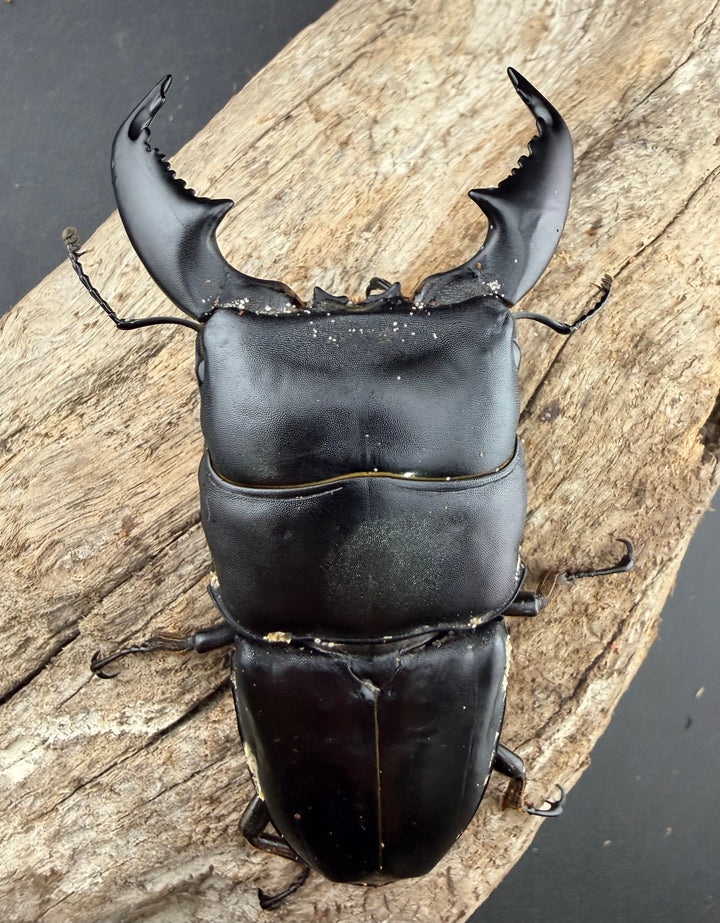 【WD】《スマトラオオヒラタ アチェ産 90.5mm ペア》