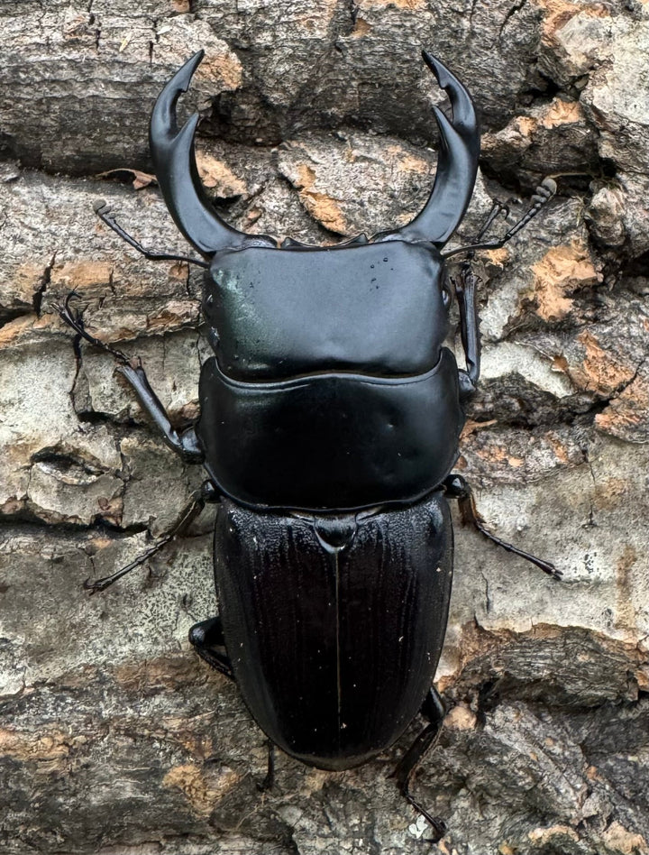 【WD】《ミンダナオパリーオオクワ  60mm ペア》