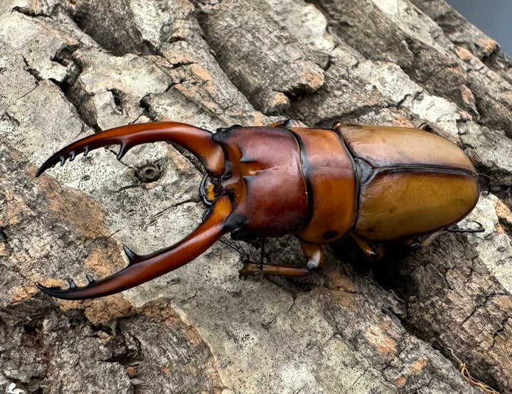 即ブリ《アスタコイデスノコギリ亜種ブランカルディ 64.5mm ♂単》