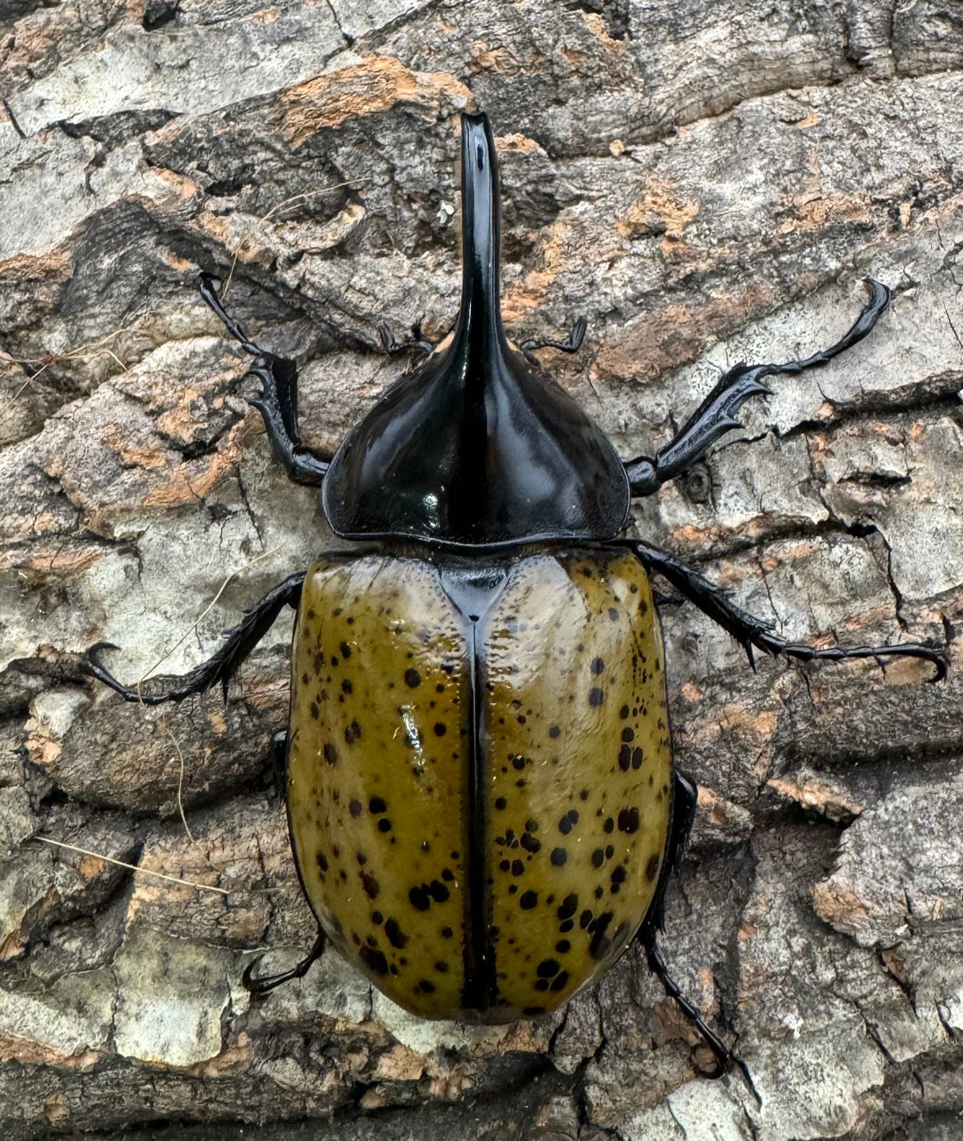 【WF2】《モロンオオカブト 72mm ペア》