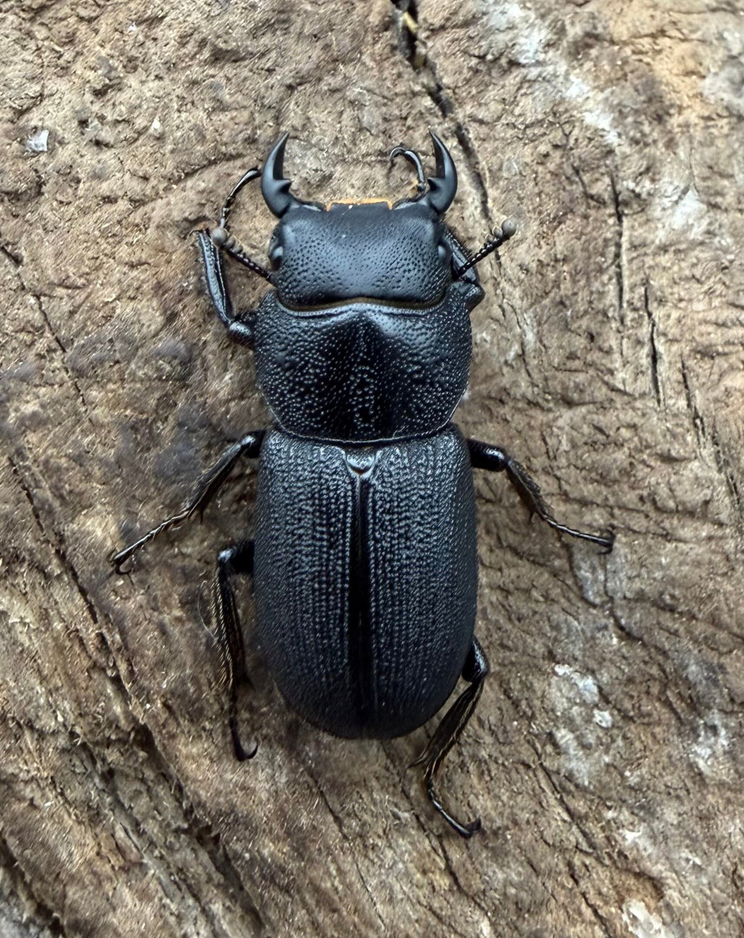 【WD】《ドルクス zhouchaoi（メンシウス ssp.） 21mm ペア》