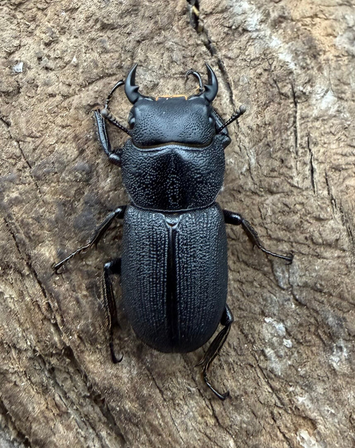 【WD】《ドルクス zhouchaoi（メンシウス ssp.） 21mm ペア》