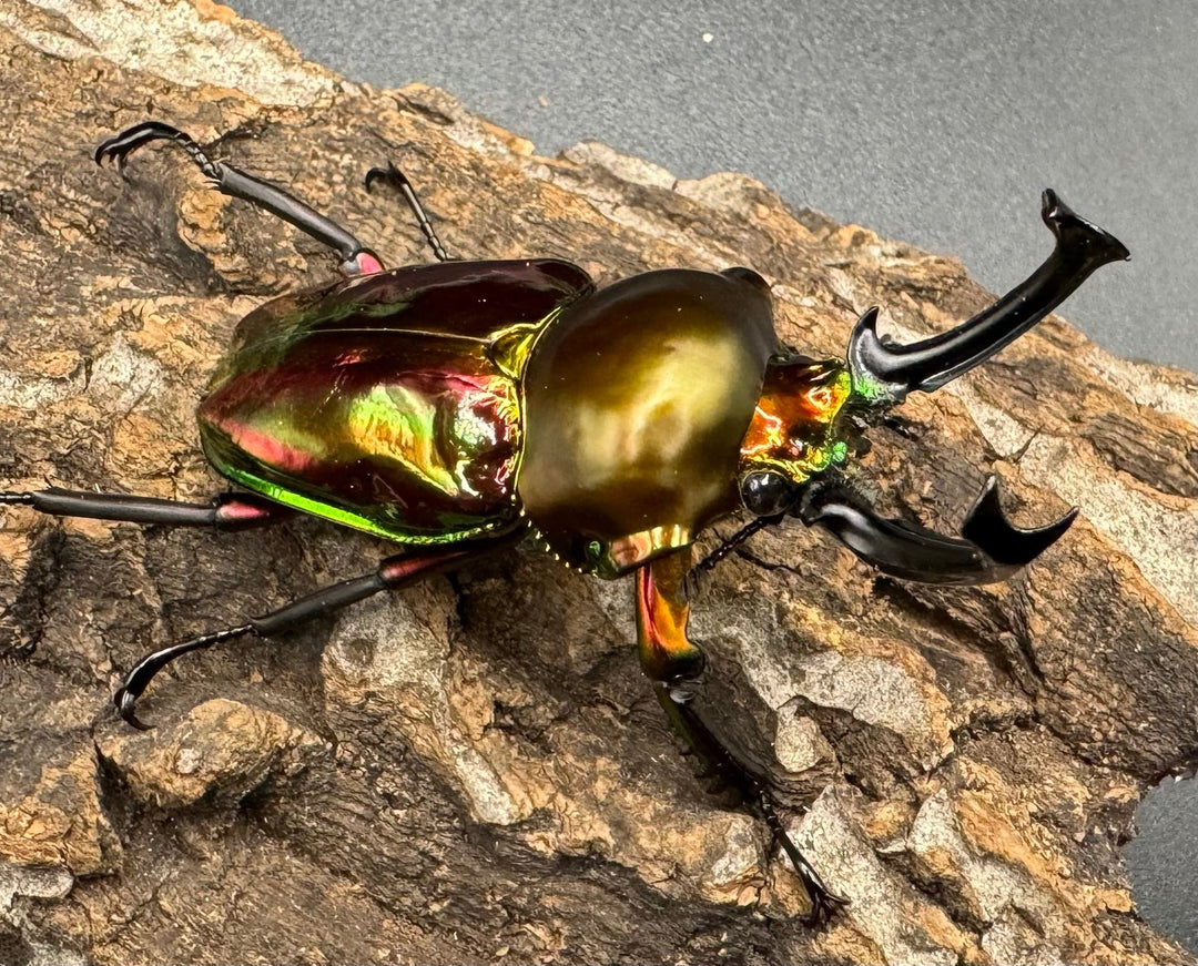 《ニジイロクワガタ 58mm ペア》