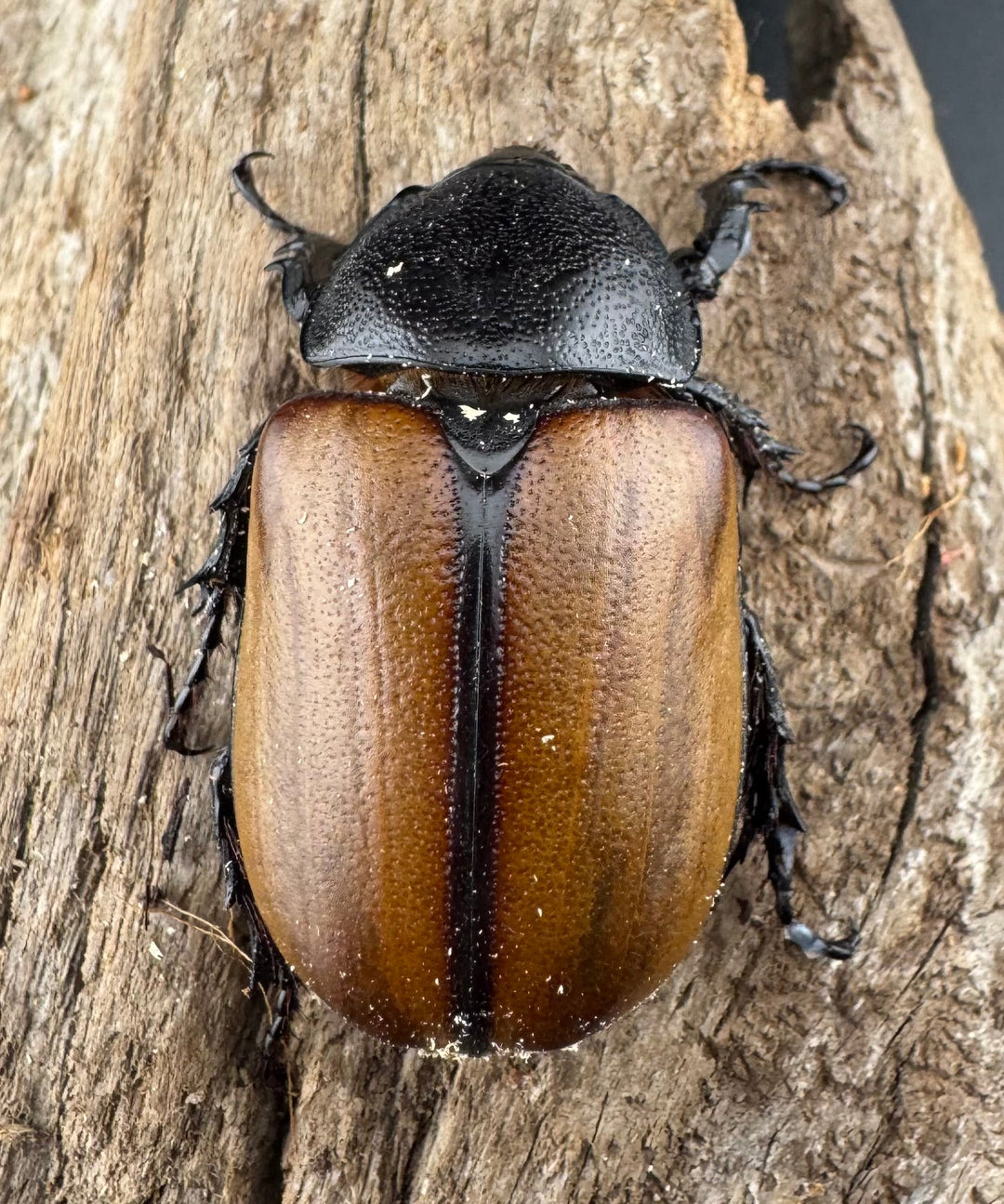 【WD】《ゴホンツノカブト原名亜種 ラオス産 73mm ペア》