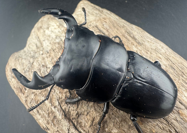 【WD】《アンタエウスオオクワ亜種miyashitai 74mm ペア》