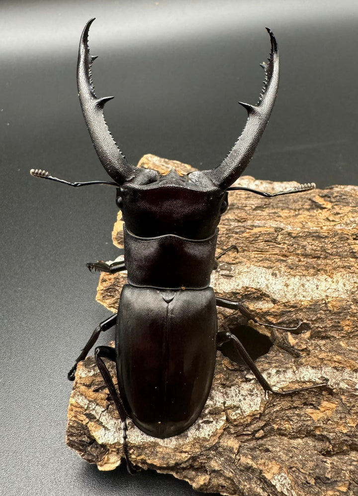 【WD】《マンディブラリスフタマタ 82.5mm ペア》