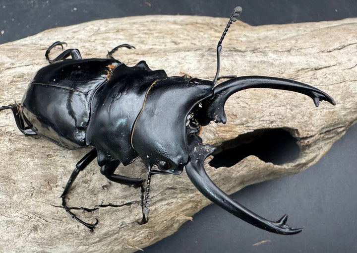 【WD】《ダールマンツヤクワガタ亜種celebensis 85.5mm ペア》