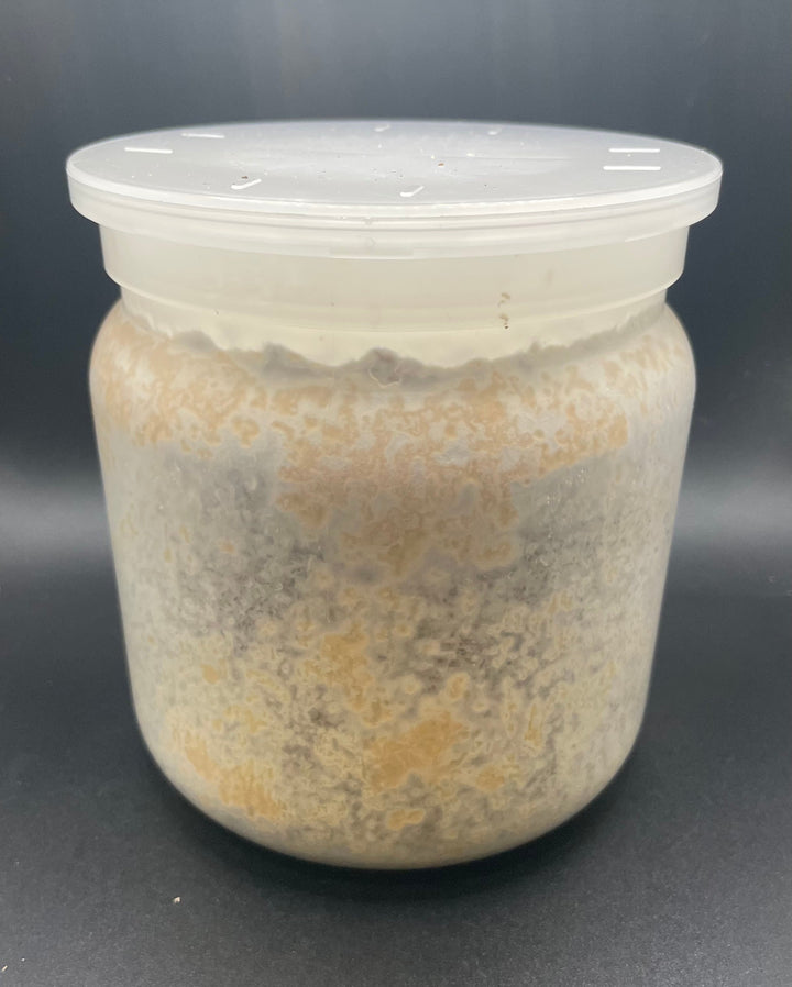 K-ZERO カワラ菌糸ボトル1400cc