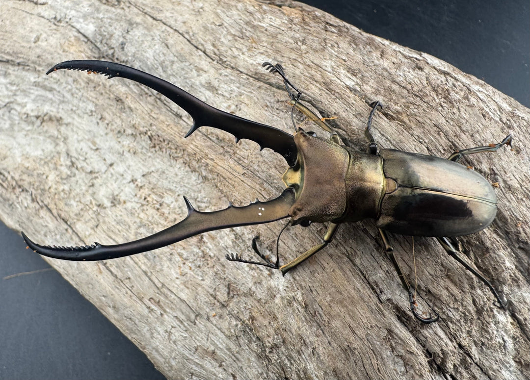 【WD】《メタリフェルホソアカ亜種finae 75.5mm ペア》