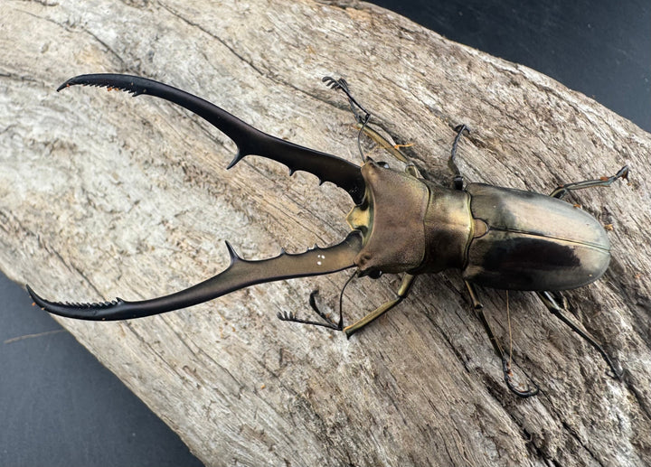 【WD】《メタリフェルホソアカ亜種finae 75.5mm ペア》