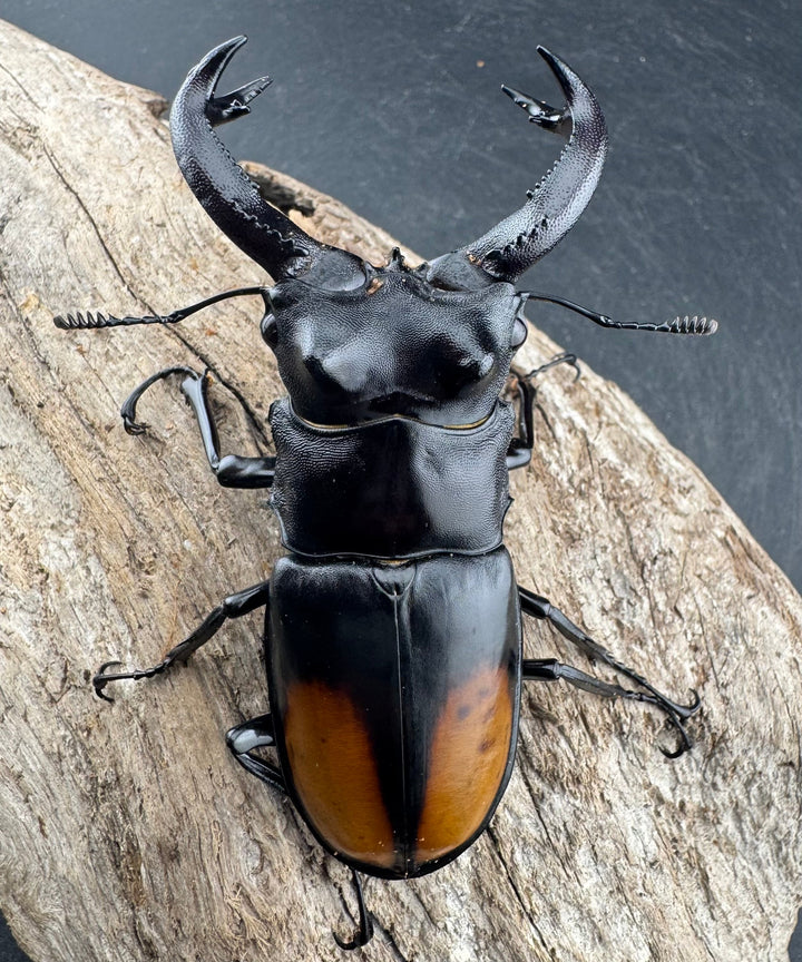 【WD】《セアカフタマタ（パリーフタマタ） 83mm ペア》