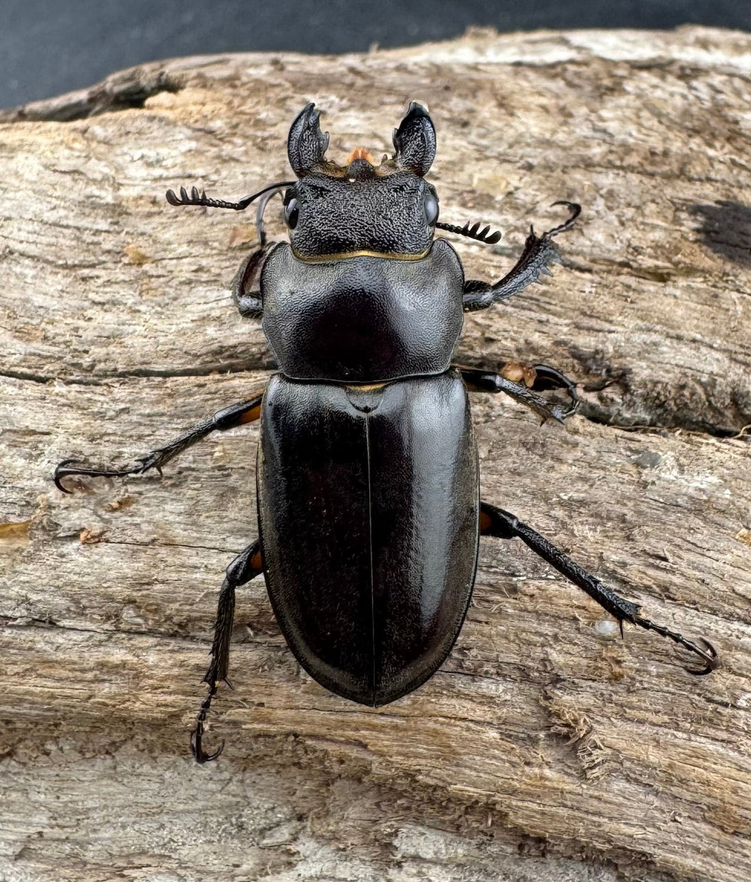 【WD】大型《フォントミヤマクワガタ 61mm ペア》①