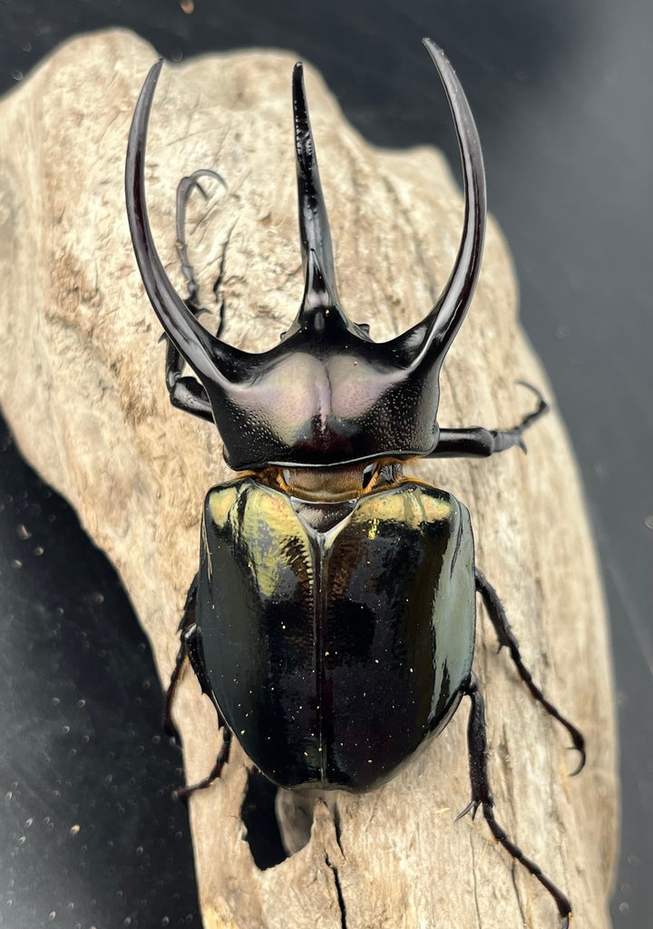 【WD】《ミンダナオアトラスオオカブト マラグサン産 92mm ペア》