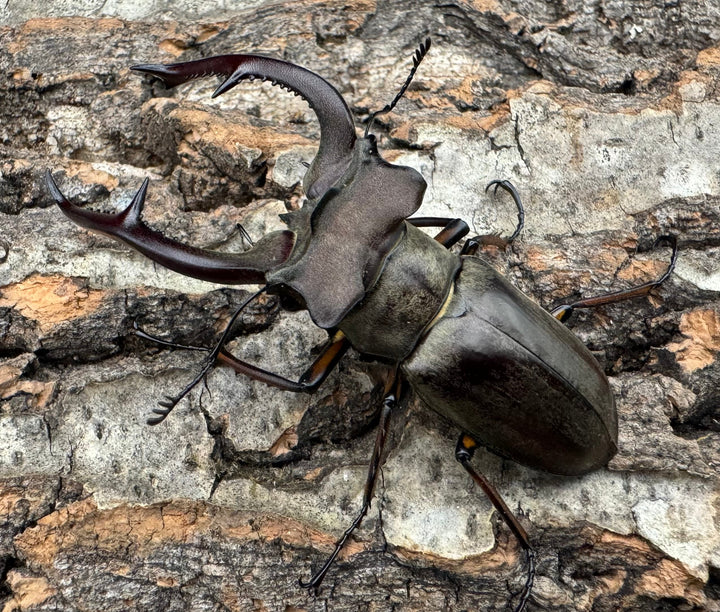 【WD】大型《クラーツミヤマ原名亜種 64mm ペア》