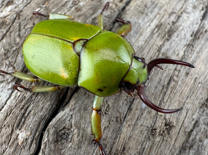 【WD】《ドヘルティクワガタコガネ Free ペア》①