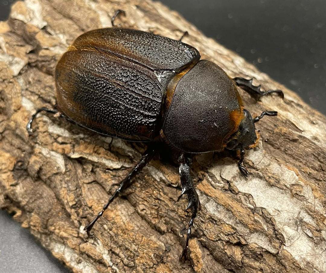 即ブリ《ヘラクレス・エクアトリアヌス 煌血統 125mm ペア》