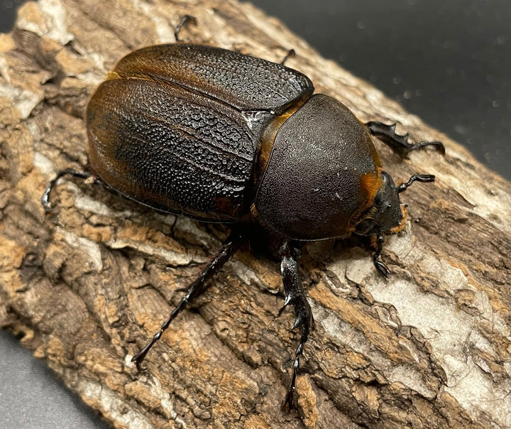 即ブリ《ヘラクレス・エクアトリアヌス 煌血統 125mm ペア》