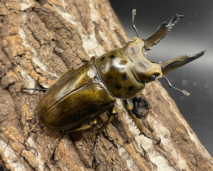 《ババオウゴンオニクワガタ 69mm ペア》