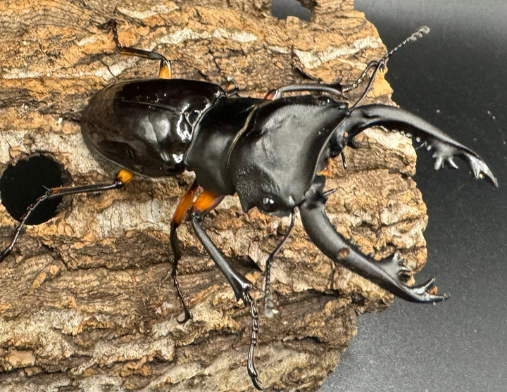 【WD】《インペリアリスツヤ亜種komorii 66.5mm ペア》