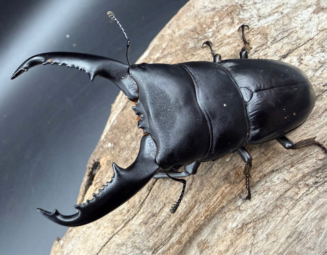 【WD】《ミンダナオヒラタ マラグサン産 85.5mm ペア》