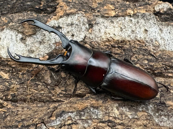 【WD】《カプレコルヌスウスバ 40mm ペア》