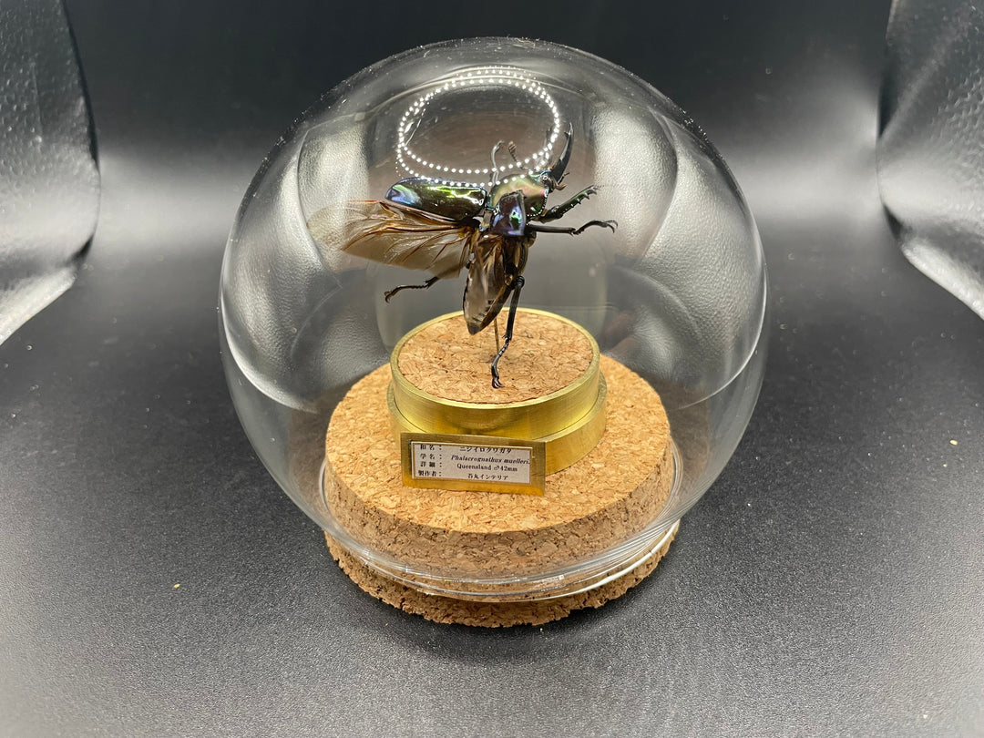 インテリア標本《ニジイロクワガタ♂》