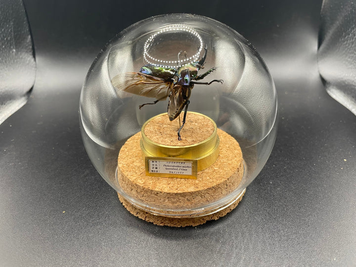インテリア標本《ニジイロクワガタ♂》